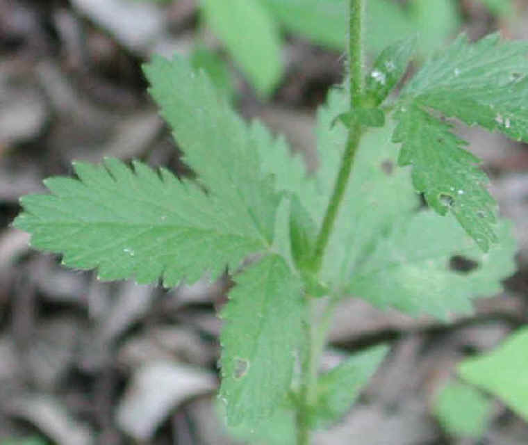 Rough Cinquefoil (Potentilla norvegica) - 01a