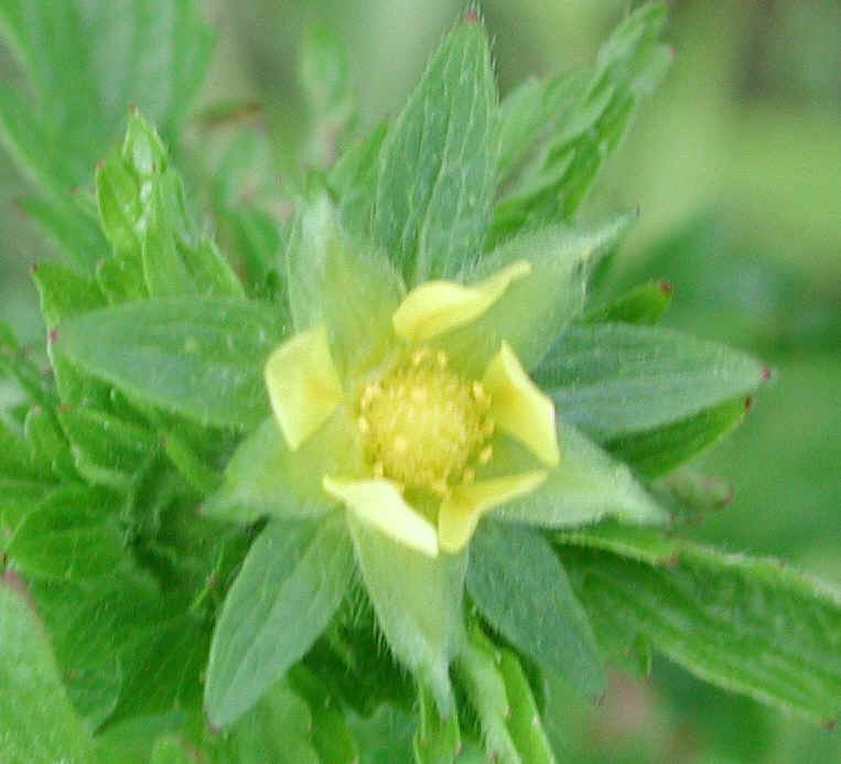 Rough Cinquefoil (Potentilla norvegica) - 05a