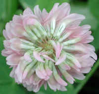 Alsike Clover (Trifolium hybridium) - 02