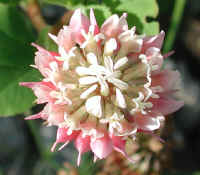 Alsike Clover (Trifolium hybridium) - 05