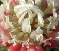 Alsike Clover (Trifolium hybridium) - 06