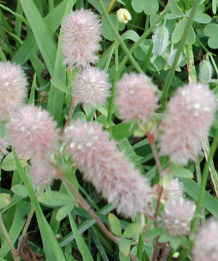 RabbitFoot Clover (Trifolium arvense) 01 Wild Flowers of Sleepy