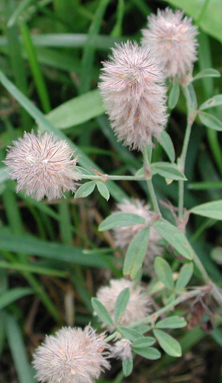 RabbitFoot Clover (Trifolium arvense) 05 Wild Flowers of Sleepy