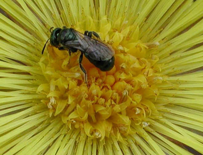 Coltsfoot (Tussilago farfara) - 02a