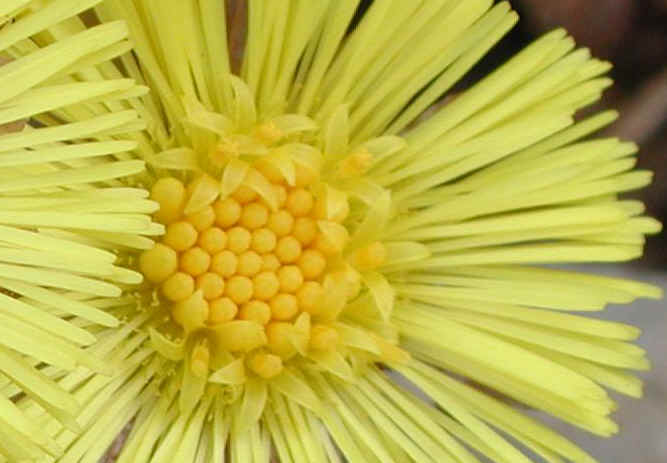 Coltsfoot (Tussilago farfara) - 03a