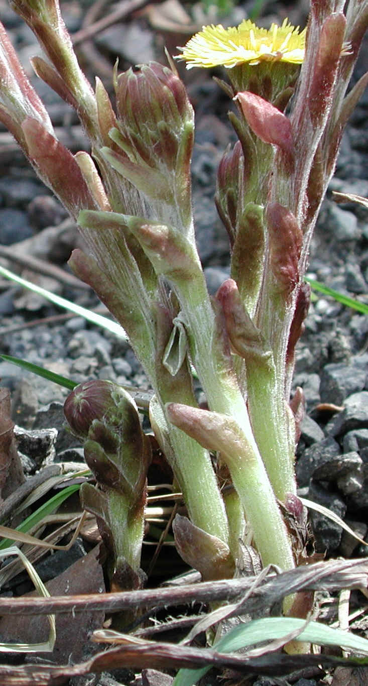 Coltsfoot (Tussilago farfara) - 08