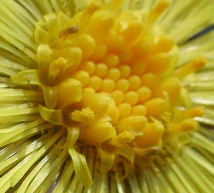 Coltsfoot (Tussilago farfara) - 09a