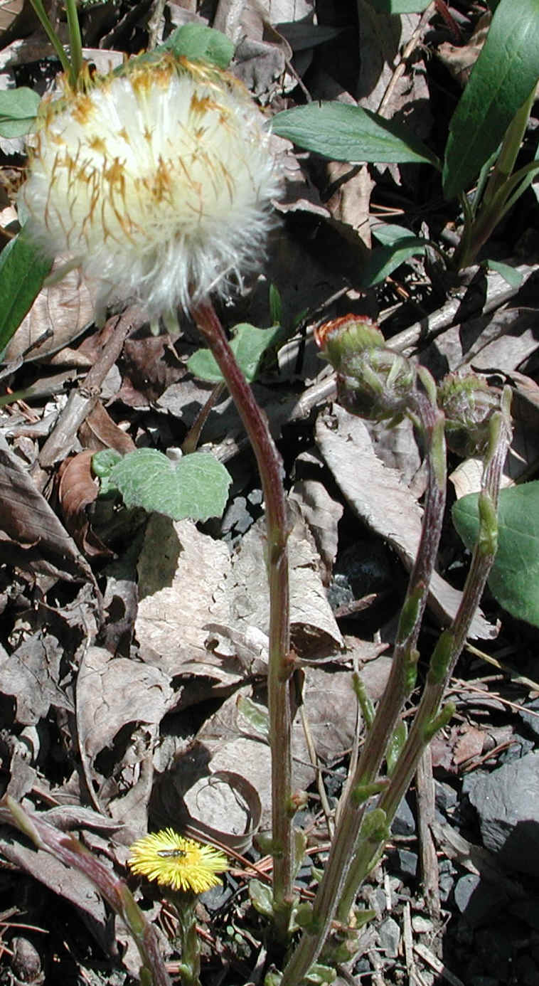 Coltsfoot (Tussilago farfara) - 12