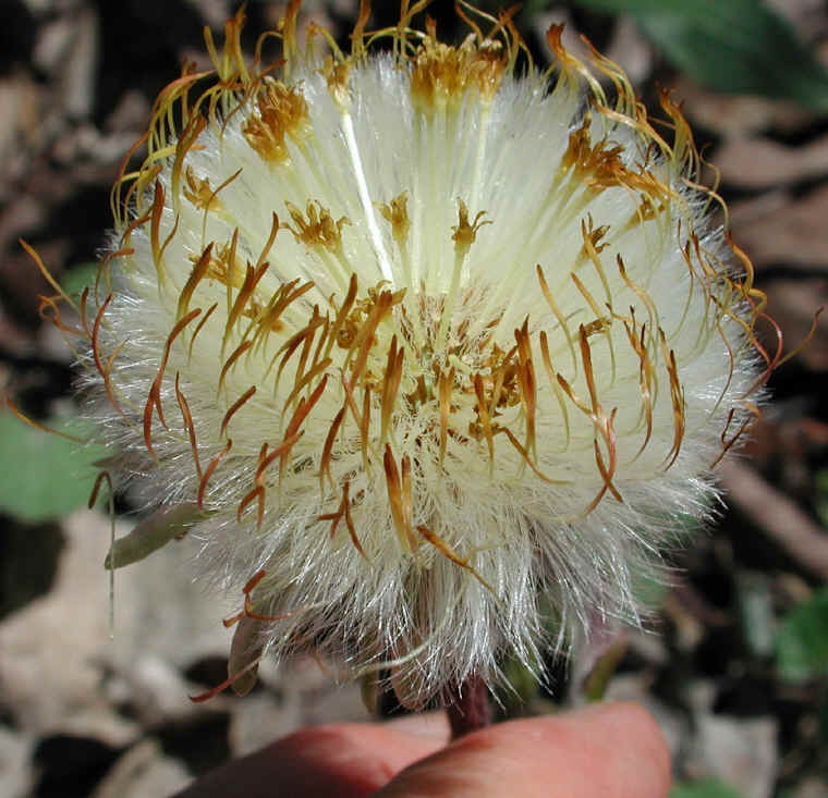 Coltsfoot (Tussilago farfara) - 13
