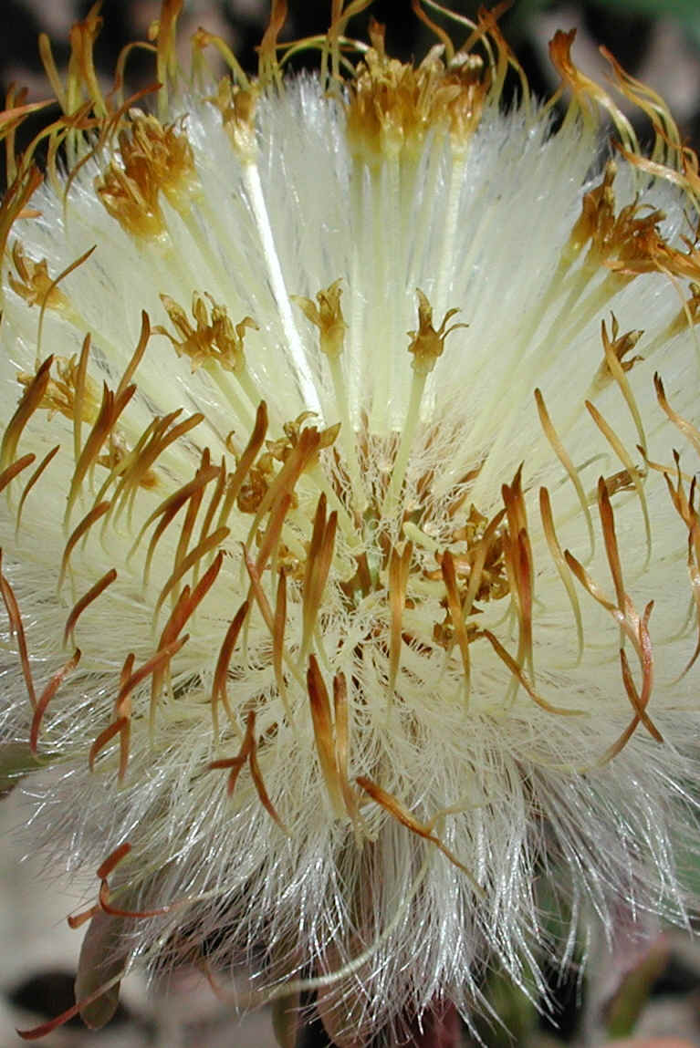 Coltsfoot (Tussilago farfara) - 13a