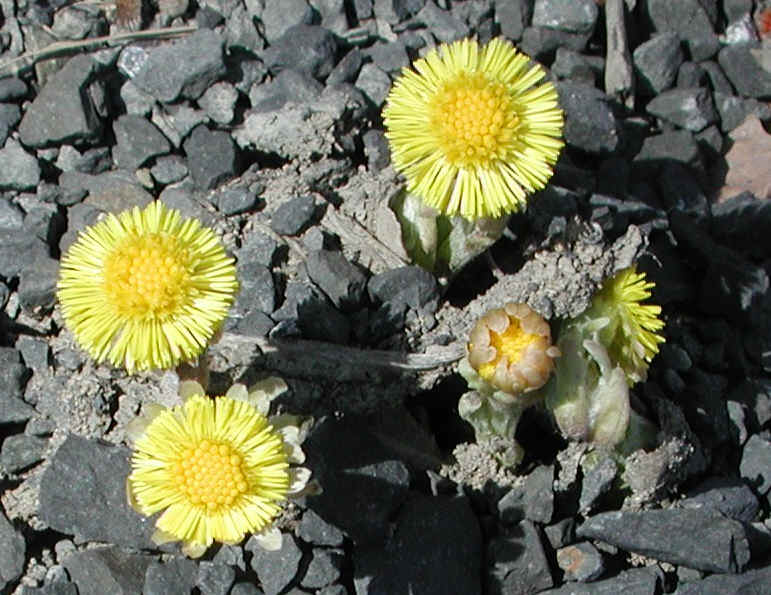 Coltsfoot (Tussilago farfara) - 22