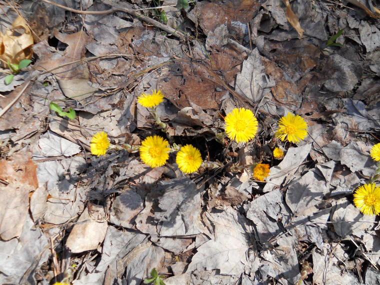 Coltsfoot (Tussilago farfara) - 25