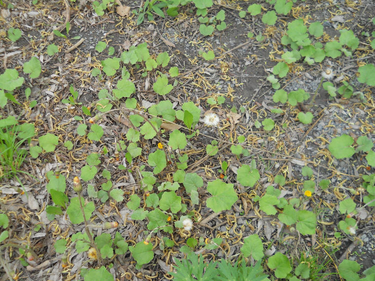 Coltsfoot (Tussilago farfara) - 26