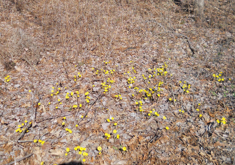 Coltsfoot (Tussilago farfara) - 28