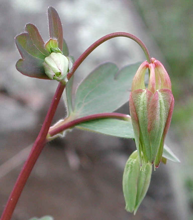 Columbine or Rock Bell (Aquilegia canadensis) - 06a
