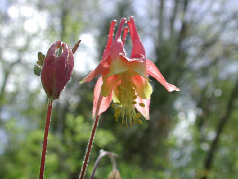 Columbine or Rock Bell (Aquilegia canadensis) - 15