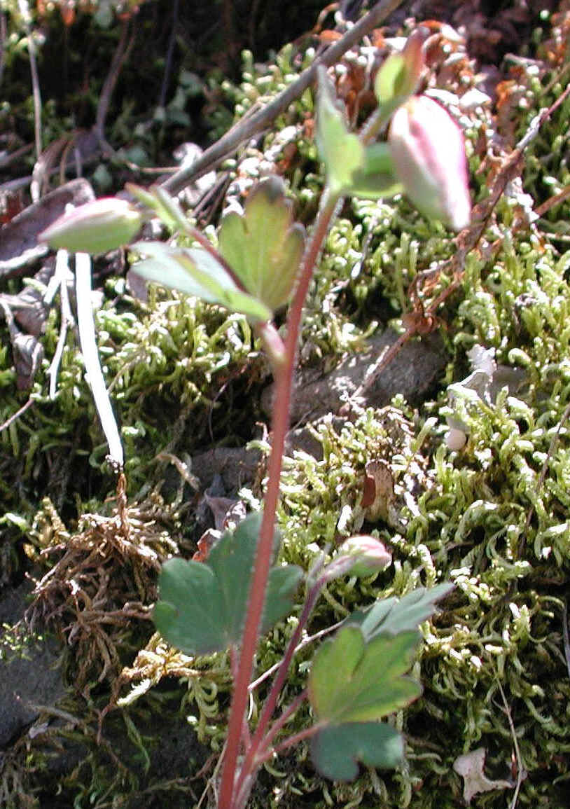 Columbine or Rock Bell (Aquilegia canadensis) - 17a