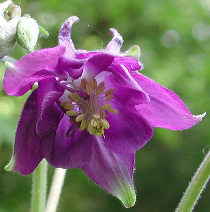 Columbine, Shortspur (Aquilegia brevistyla) - 09