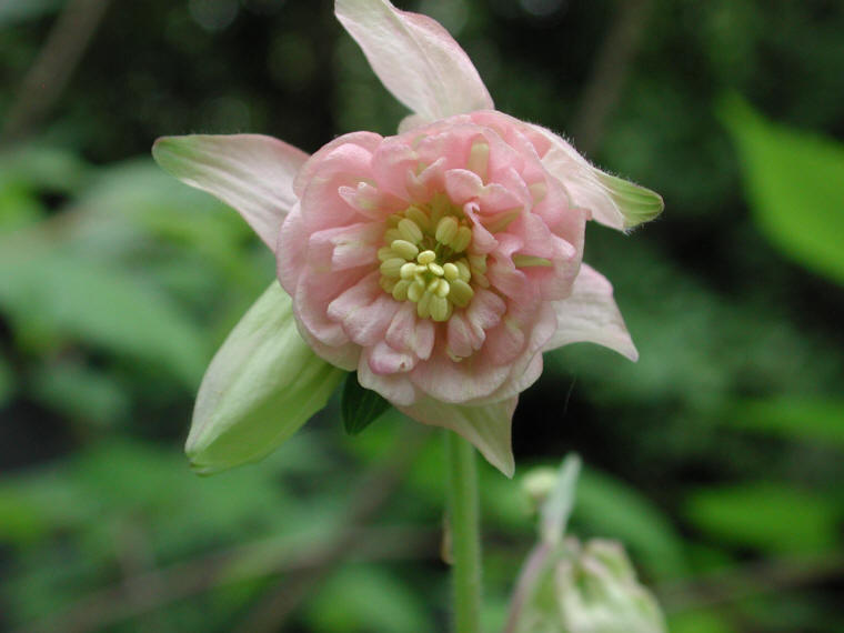 Columbine, Shortspur (Aquilegia brevistyla) - 18