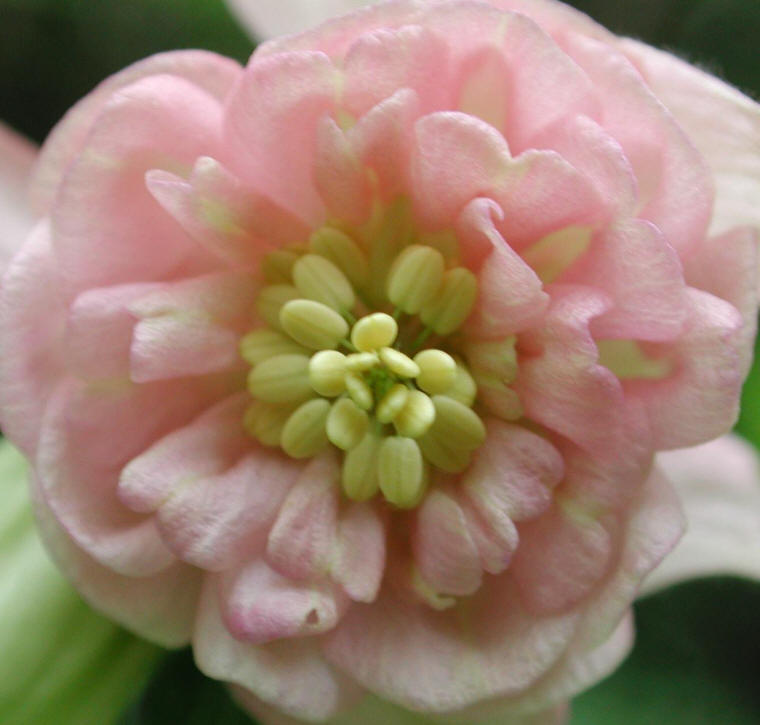 Columbine, Shortspur (Aquilegia brevistyla) - 20
