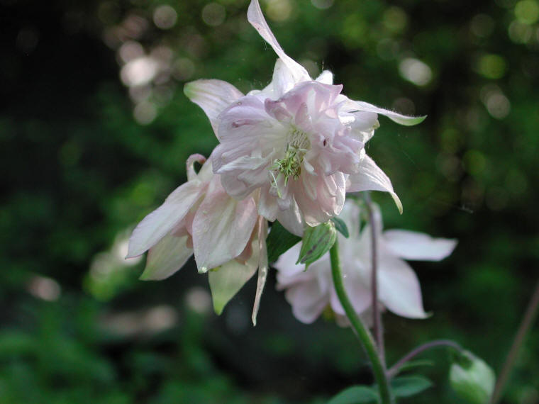 Columbine, Shortspur (Aquilegia brevistyla) - 24