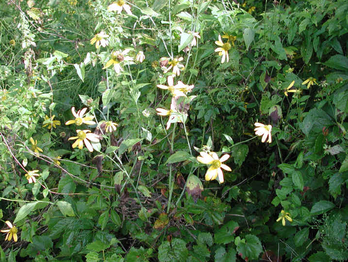 Coneflower, Green-Headed (Rudbeckia laciniata) - 01
