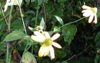 Coneflower, Green-Headed (Rudbeckia laciniata) - 01a