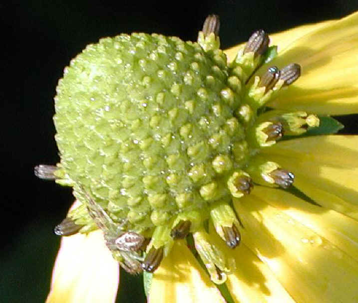 Coneflower, Green-Headed (Rudbeckia laciniata) - 03a
