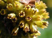 Coneflower, Green-Headed (Rudbeckia laciniata) - 04a