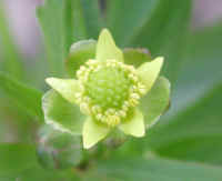 Crowfoot, Small-flowered (Ranunculus abortivus) - 03a