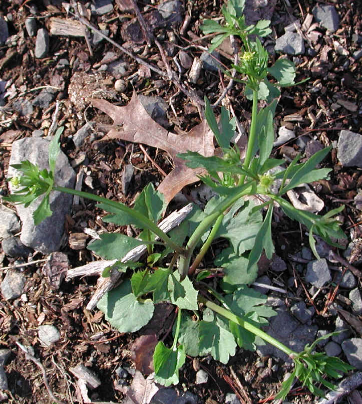 Small-flowered Crowfoot (Ranunculus abortivus) - 09