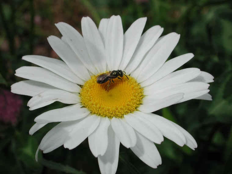 Daisy (Chrysanthemum leucanthemum) - 05