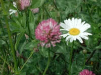Daisy (Chrysanthemum leucanthemum) - 06