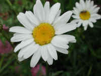 Daisy (Chrysanthemum leucanthemum) - 07
