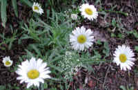 Daisy (Chrysanthemum leucanthemum)