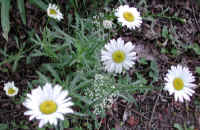 Daisy (Chrysanthemum leucanthemum) - 01