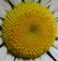 Daisy (Chrysanthemum leucanthemum) - 04