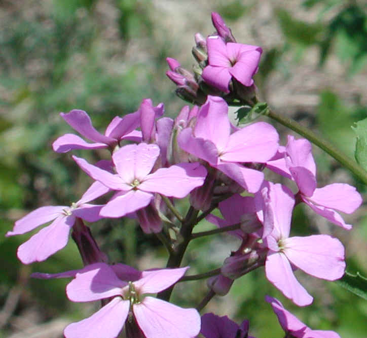 Dame�s Rocket (Hesperis matronalis) 07 Wild Flowers of Dame�s Rocket (Hesperis matronalis) 07 Wild Flowers of