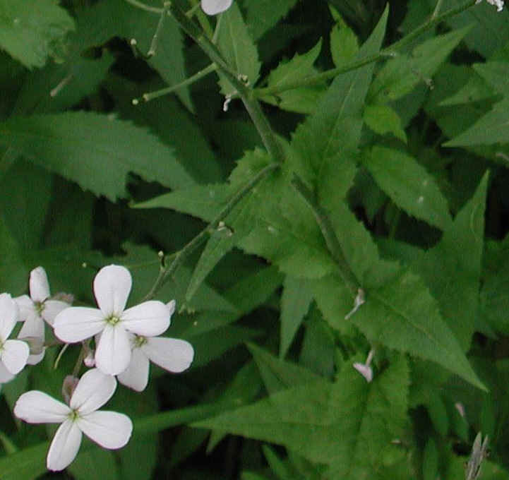 Dame's Rocket (Hesperis matronalis) - 12a - Wild Flowers of Sleepy ...