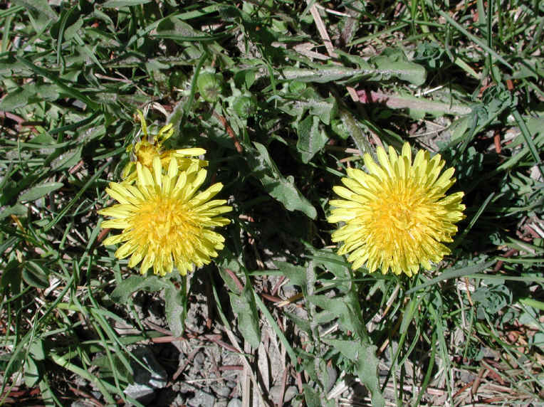Dandelion (Taraxacum officinale) 08 Wild Flowers of Sleepy Hollow Lake