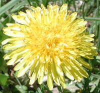 Dandelion (Taraxacum officinale) - 09a