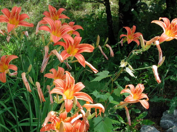 Day Lily (Hemerocallis fulva) - 02