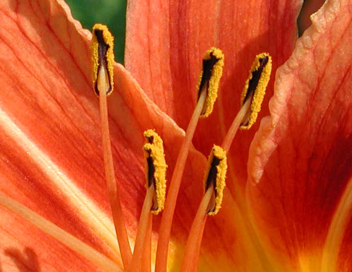 Day Lily (Hemerocallis fulva) - 04a