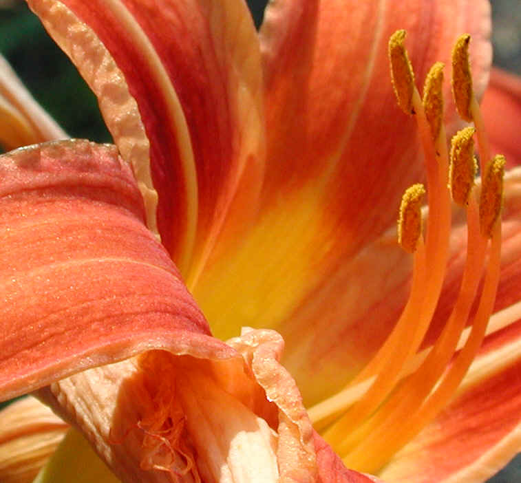 Day Lily (Hemerocallis fulva) - 05a