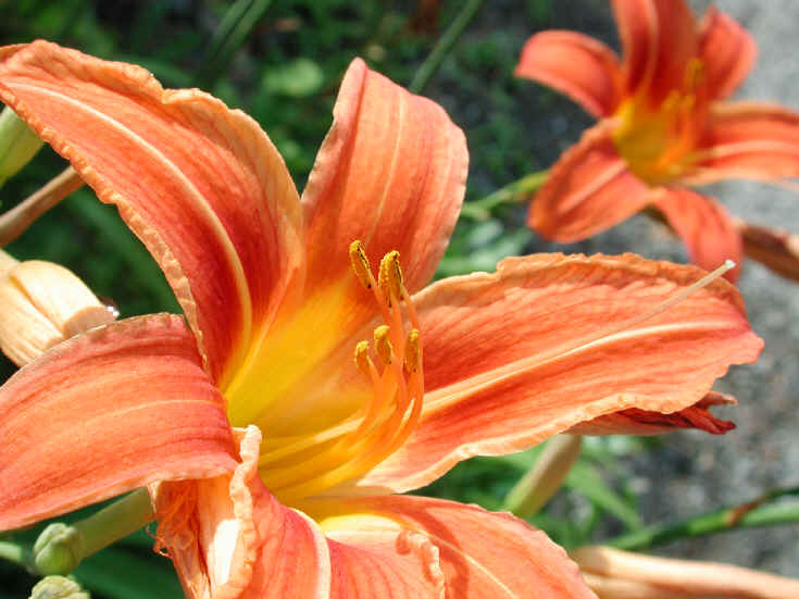 Day Lily (Hemerocallis fulva) - 06