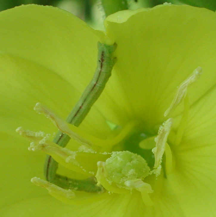 Evening Primrose (Oenothera biennis) - 03