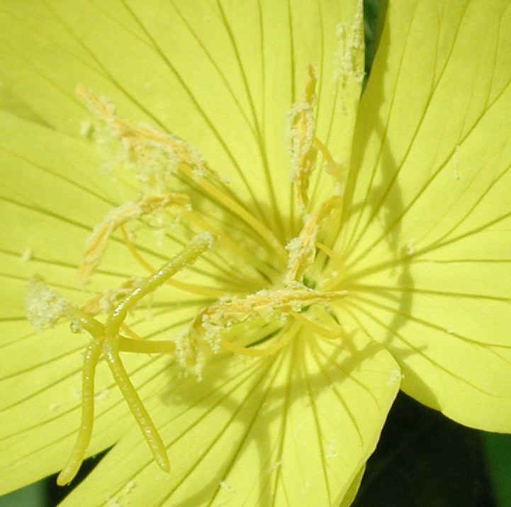 Evening Primrose (Oenothera biennis) - 06a