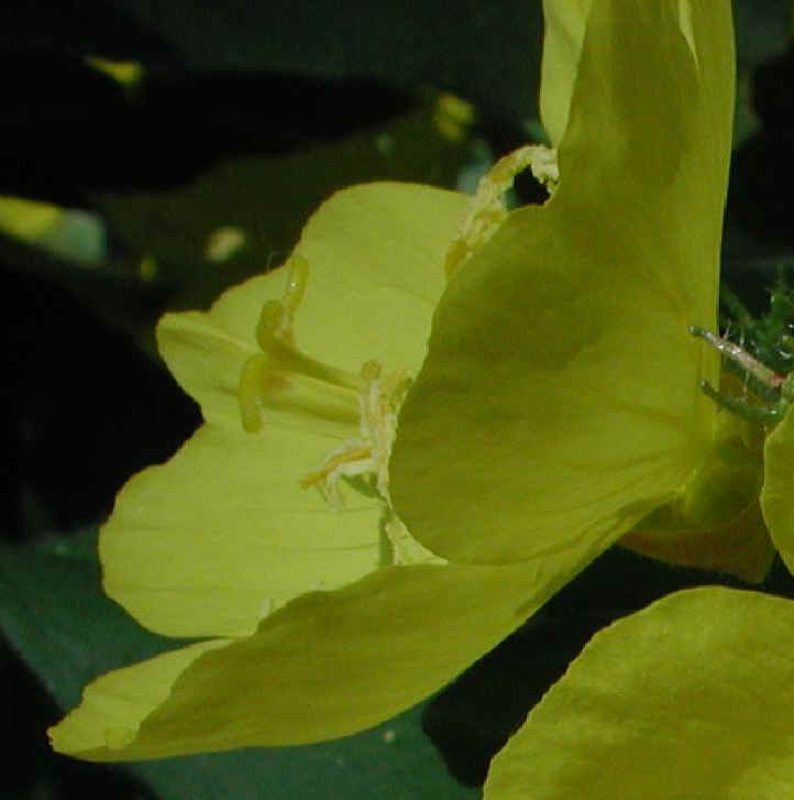 Evening Primrose (Oenothera biennis) - 10a