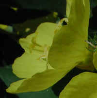 Evening Primrose (Oenothera biennis) -  10a