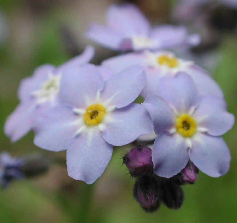 Forget-me-not (Myosotis scorpioides or Myosotis palustris) - 03